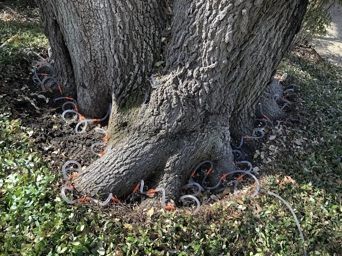 Detailed Tree Cabling and Bracing job site in Penngrove