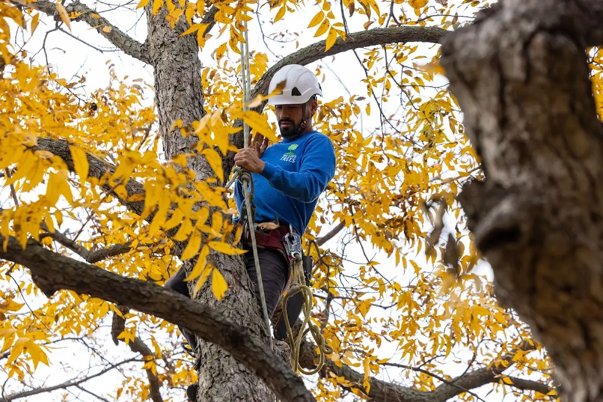 Skilled Tree Planting crew working in Penngrove
